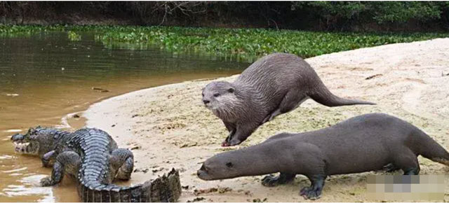 Surprised by the animal that looks holy but makes crocodiles and leopards run away when they meet Picture 8