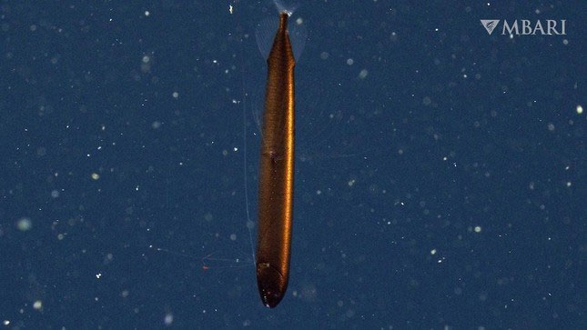 Surprised to meet rare copper scale arowana off the coast of California Picture 1