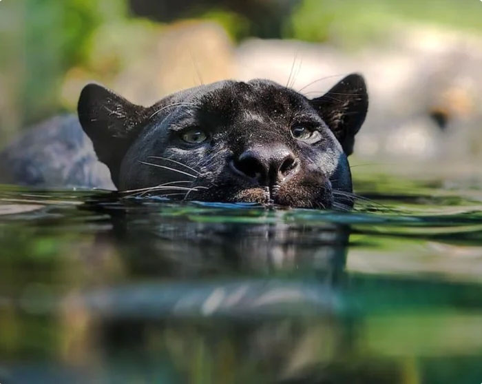 Picture 3 of Surprising facts about the black panther - the inspiration for the character Black Panther
