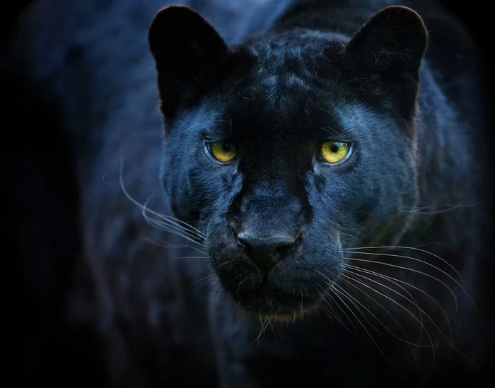 Picture 4 of Surprising facts about the black panther - the inspiration for the character Black Panther