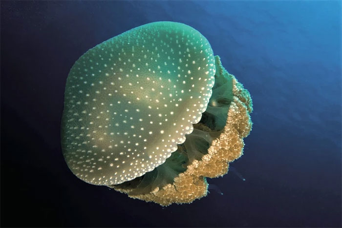 Picture 1 of Surprising number of invertebrate species extinct in Australia
