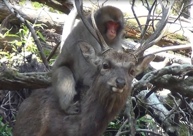 Surprisingly, now Japanese monkeys can ride deer! Picture 1