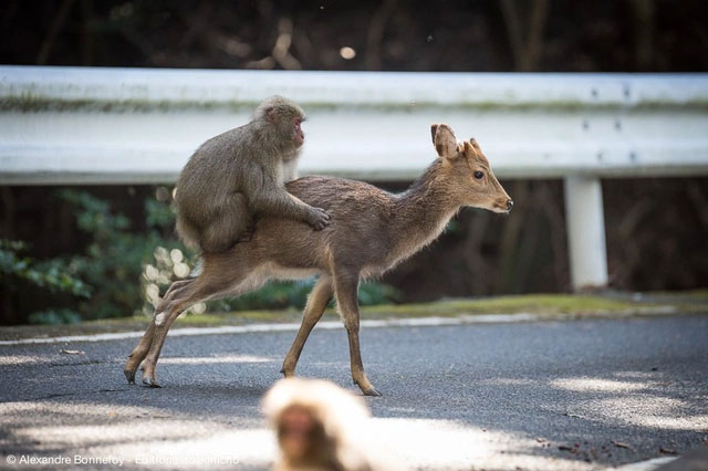 Surprisingly, now Japanese monkeys can ride deer! Picture 2