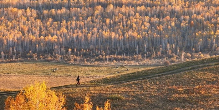 Surreal Autumn Beauty on the Great Xing'an Mountains Picture 10