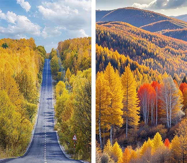 Surreal Autumn Beauty on the Great Xing'an Mountains Picture 3
