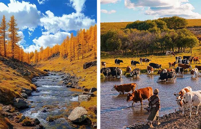 Surreal Autumn Beauty on the Great Xing'an Mountains Picture 6
