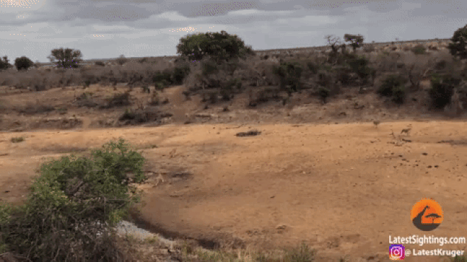 Picture 1 of Surrounded by lions, wild pigs use 'excellent skills' to escape with unbelievable simplicity