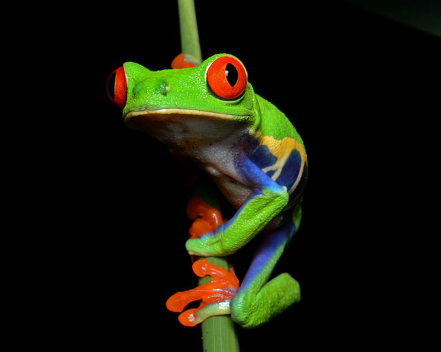 Take a look at the most colorful animals in nature! Picture 10