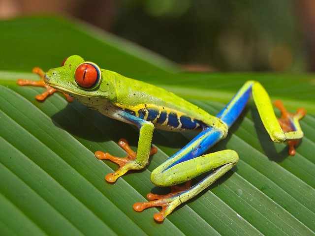 Take a look at the most colorful animals in nature! Picture 11