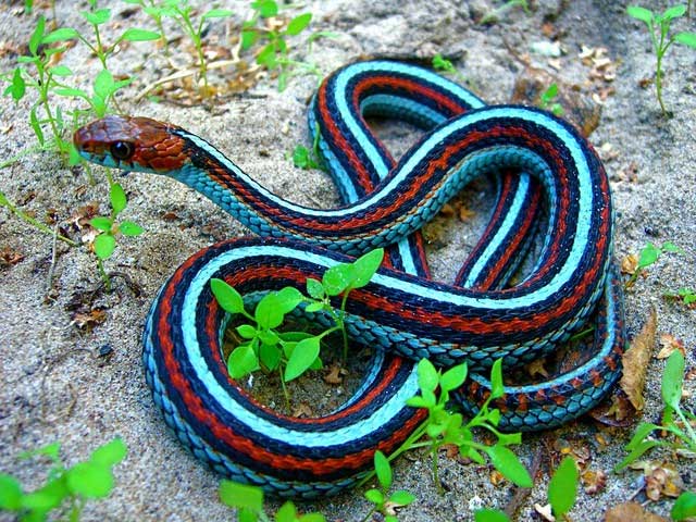 Take a look at the most colorful animals in nature! Picture 13