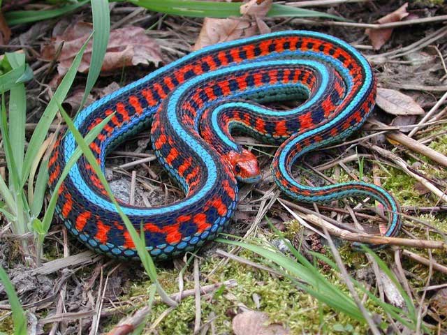 Take a look at the most colorful animals in nature! Picture 14
