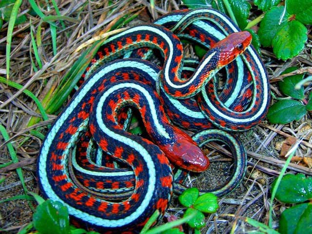 Take a look at the most colorful animals in nature! Picture 15