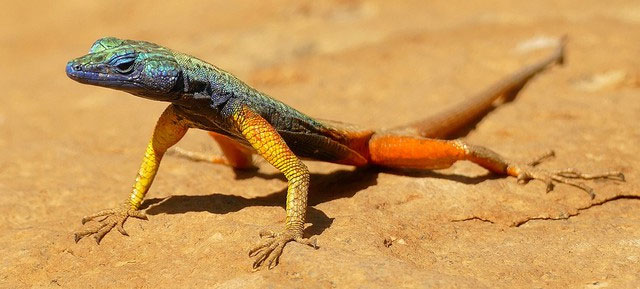 Take a look at the most colorful animals in nature! Picture 16