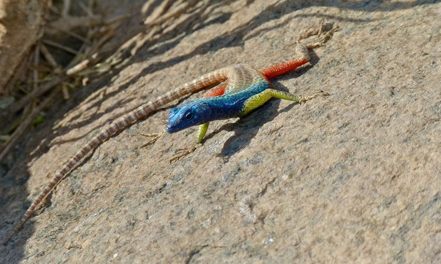 Take a look at the most colorful animals in nature! Picture 18