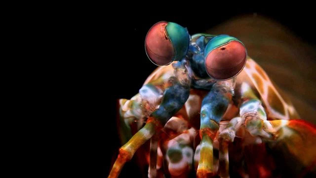 Take a look at the most colorful animals in nature! Picture 5