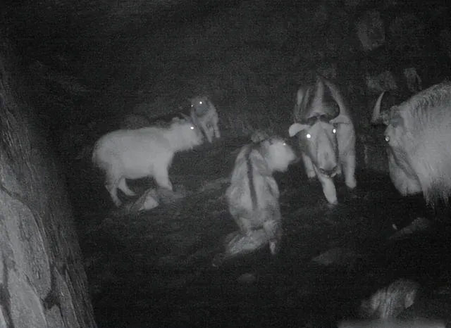 Takin: Animal with the body of a bull, it looks gentle but is more fierce than a leopard Picture 1
