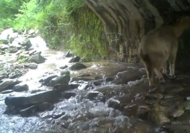 Takin: Animal with the body of a bull, it looks gentle but is more fierce than a leopard Picture 2