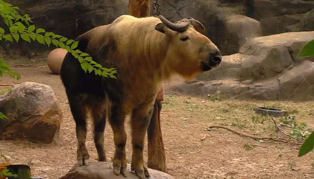 Takin: Animal with the body of a bull, it looks gentle but is more fierce than a leopard Picture 4