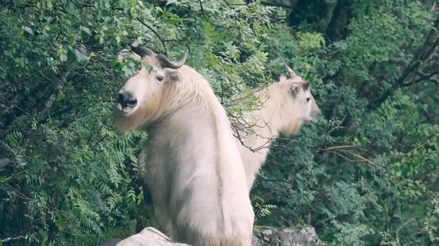 Takin: Animal with the body of a bull, it looks gentle but is more fierce than a leopard Picture 5