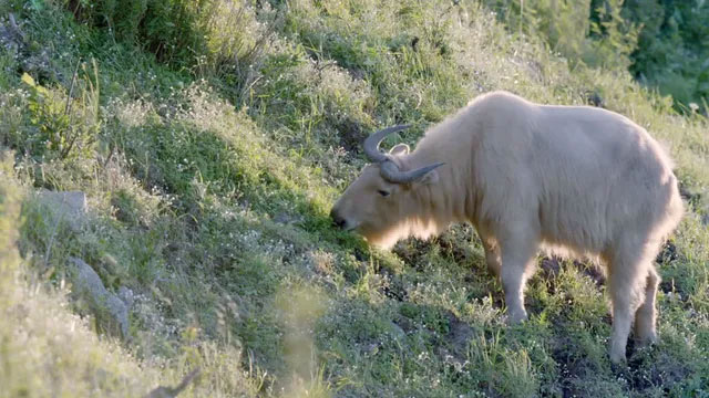 Takin: Animal with the body of a bull, it looks gentle but is more fierce than a leopard Picture 6