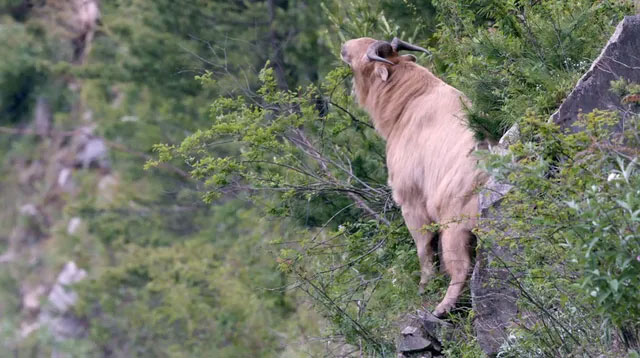 Takin: Animal with the body of a bull, it looks gentle but is more fierce than a leopard Picture 7