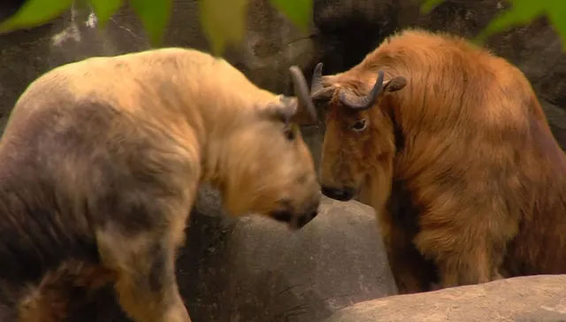 Takin: Animal with the body of a bull, it looks gentle but is more fierce than a leopard Picture 8