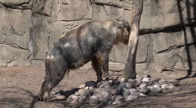 Takin: Animal with the body of a bull, it looks gentle but is more fierce than a leopard Picture 9