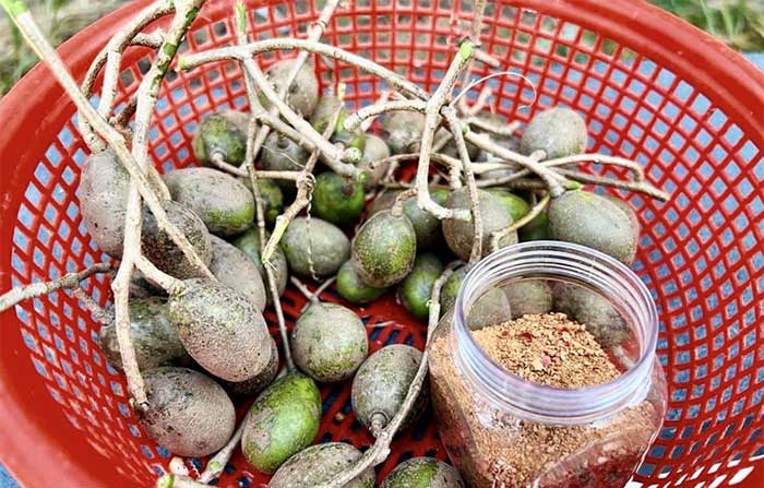 Picture 2 of Tay Ninh salt and chili making profession becomes 'national intangible cultural heritage'