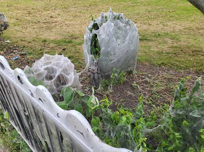 Terrified giant caterpillar web spread all over the park in England Picture 1