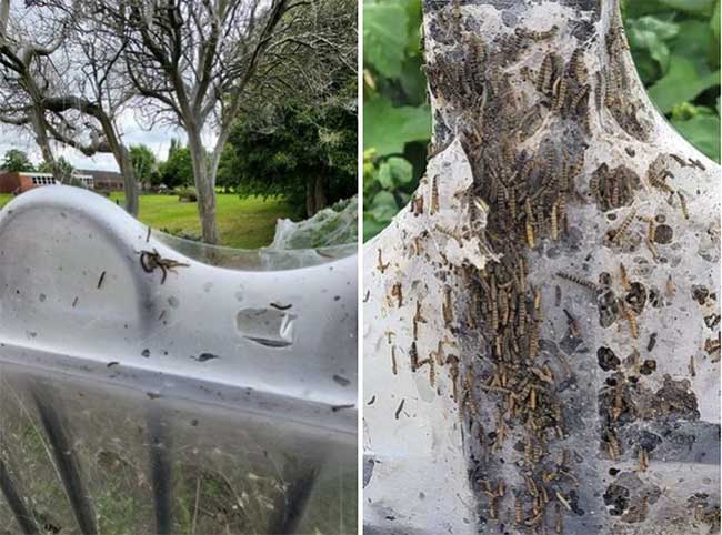 Terrified giant caterpillar web spread all over the park in England Picture 2