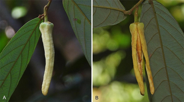 Picture 1 of Thailand discovers new plant species, named after Lisa of BlackPink group