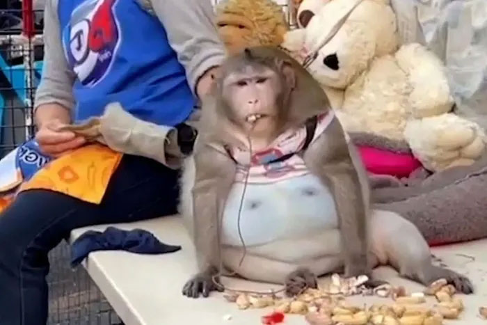 Picture 2 of Thailand's fattest monkey passed away