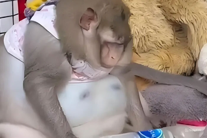 Picture 3 of Thailand's fattest monkey passed away