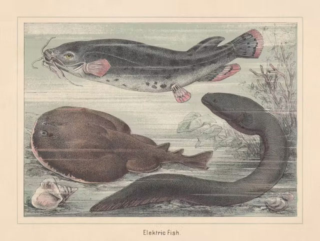 Picture 1 of Thank this ugly animal: Without it, we wouldn't have phones to 'surf' like today