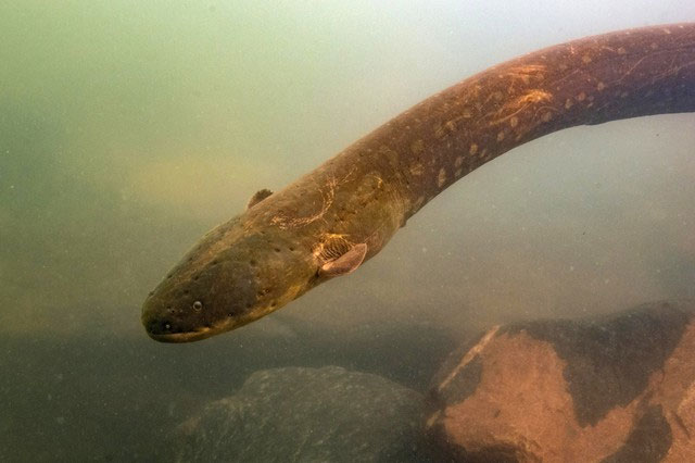 Picture 2 of Thank this ugly animal: Without it, we wouldn't have phones to 'surf' like today