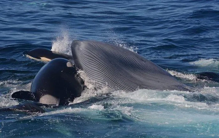 Picture 2 of That's good fighting, but killer whales succumb to these gentle 'guardians'
