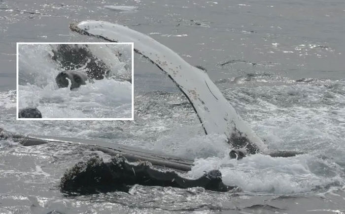 Picture 3 of That's good fighting, but killer whales succumb to these gentle 'guardians'