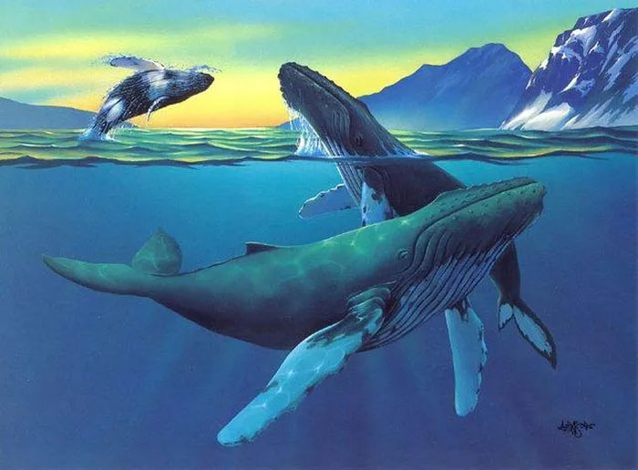 Picture 4 of That's good fighting, but killer whales succumb to these gentle 'guardians'