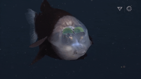 Picture 11 of The 10 most bizarre creatures found in the ocean in 2021