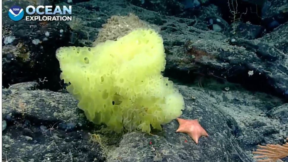 Picture 5 of The 10 most bizarre creatures found in the ocean in 2021