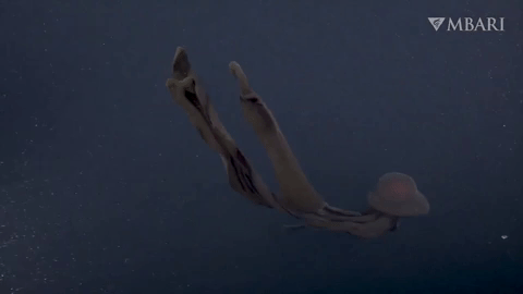 Picture 8 of The 10 most bizarre creatures found in the ocean in 2021