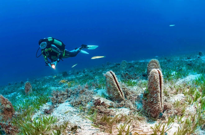 Picture 2 of The 1.2m giant clam thought to be extinct 'reappears' off the coast of Croatia