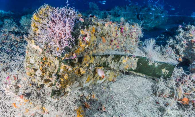 The 2,000-year-old warship contains more than a hundred species of animals Picture 1