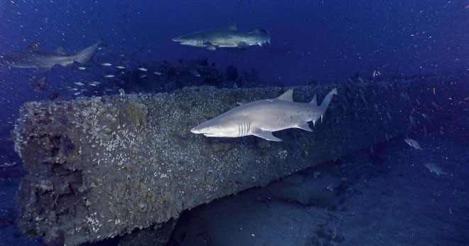 The 'amazing' condition of the wreck from 160 years ago Picture 1