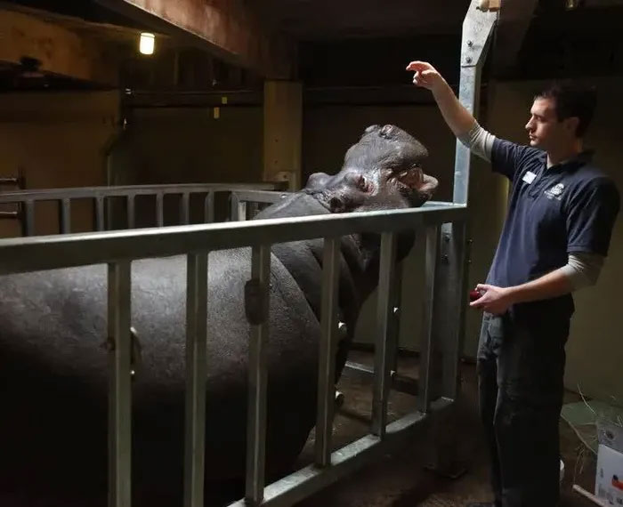 Picture 6 of The American zoo will euthanize the Lily hippo