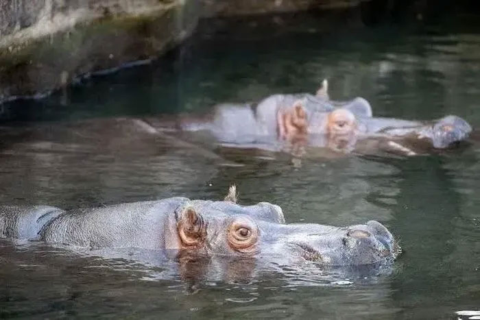 Picture 7 of The American zoo will euthanize the Lily hippo