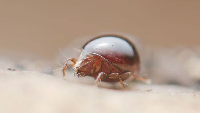 Picture 1 of The animal is the size of a grain of sand but is ranked stronger than an elephant.