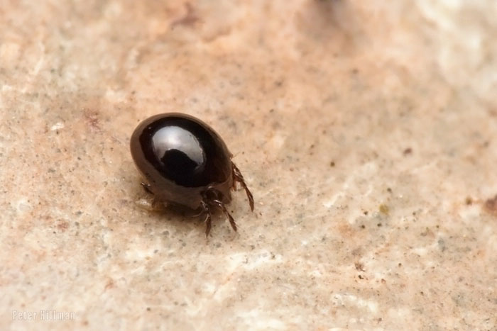 Picture 2 of The animal is the size of a grain of sand but is ranked stronger than an elephant.