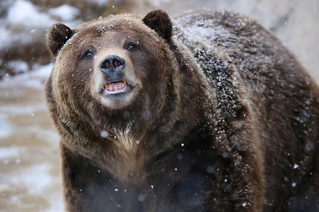 Picture 2 of The animal with the 'world champion' bite, 117 times stronger than humans: No one can hunt them!