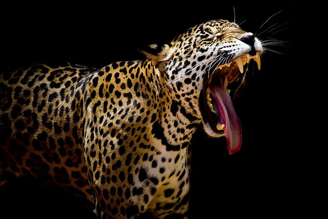 Picture 5 of The animal with the 'world champion' bite, 117 times stronger than humans: No one can hunt them!